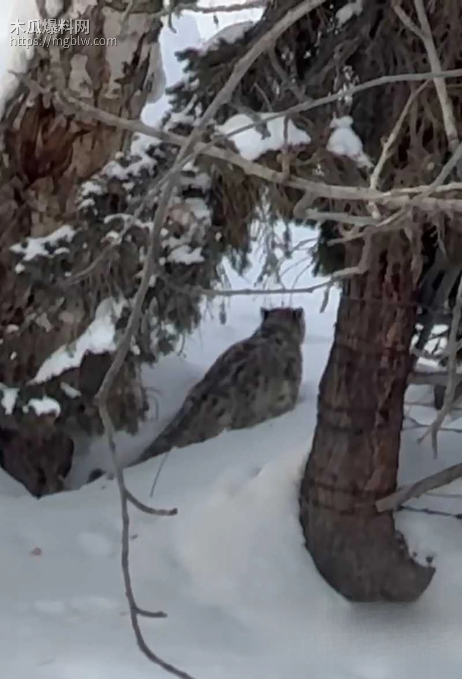 可可托海雪豹咬人视频曝光 7 拷贝